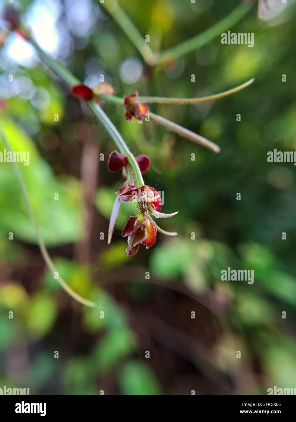 Piccoli boccioli di piante selvatiche rossastre sbocciano su uno stelo verde e snello di vite circondato da un lussureggiante fondo di fogliame sfocato in un habitat forestale naturale all'aperto Foto Stock