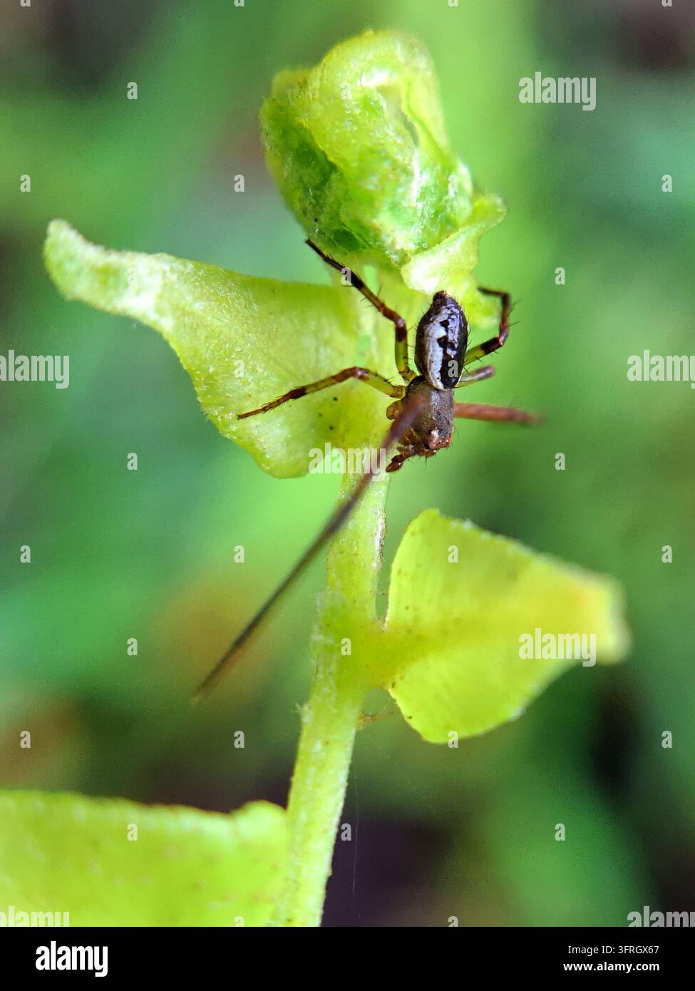 Un piccolo ragno tessitore con un addome a motivi bianchi e neri si appollaia su un germoglio di felce verde arricciato in un habitat forestale selvaggio tropicale all'aperto. Foto Stock