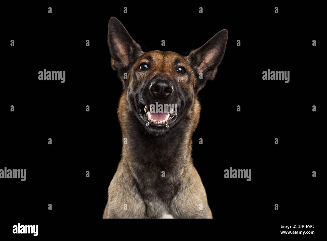 Cane malinois belga felice che guarda la telecamera con un sorriso aperto mostrando i denti, espressione gioiosamente soddisfatta, orecchie erette, isolato su sfondo nero, m Foto Stock