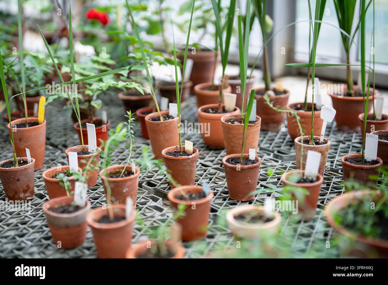 Vasi di terracotta con molti tipi diversi di germogli di palme cresciuti da semi esposti su un tavolo nell'armeria Foto Stock