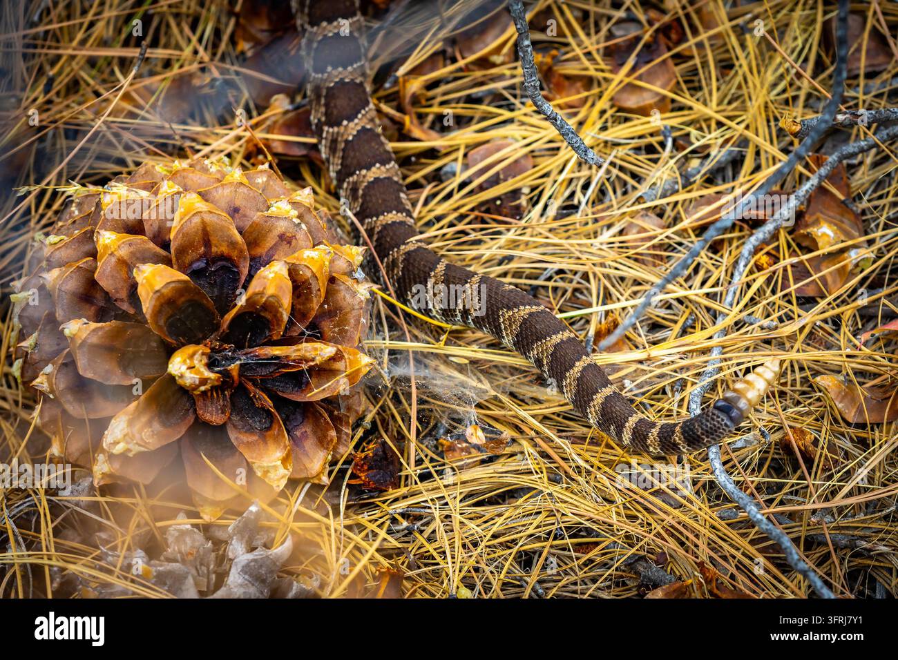 Un serpente a sonagli del Pacifico nord che striscia su aghi di pino accanto a una grande pigna nel Parco Nazionale di Yosemite, California Foto Stock