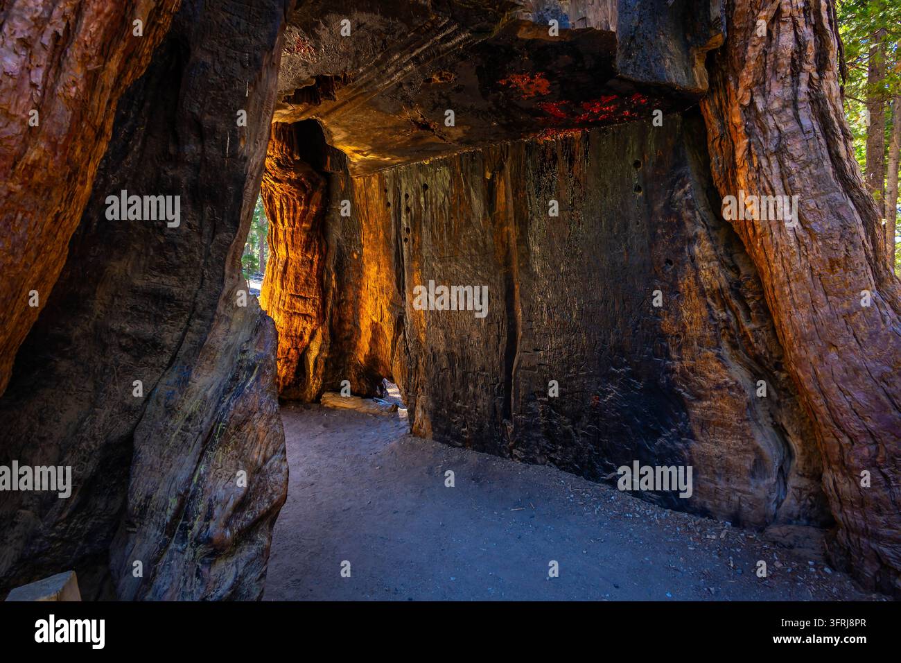 Base dell'Albero Tunnel della California che mostra il passaggio scavato attraverso il suo tronco nel Mariposa Grove nello Yosemite National Park in California Foto Stock