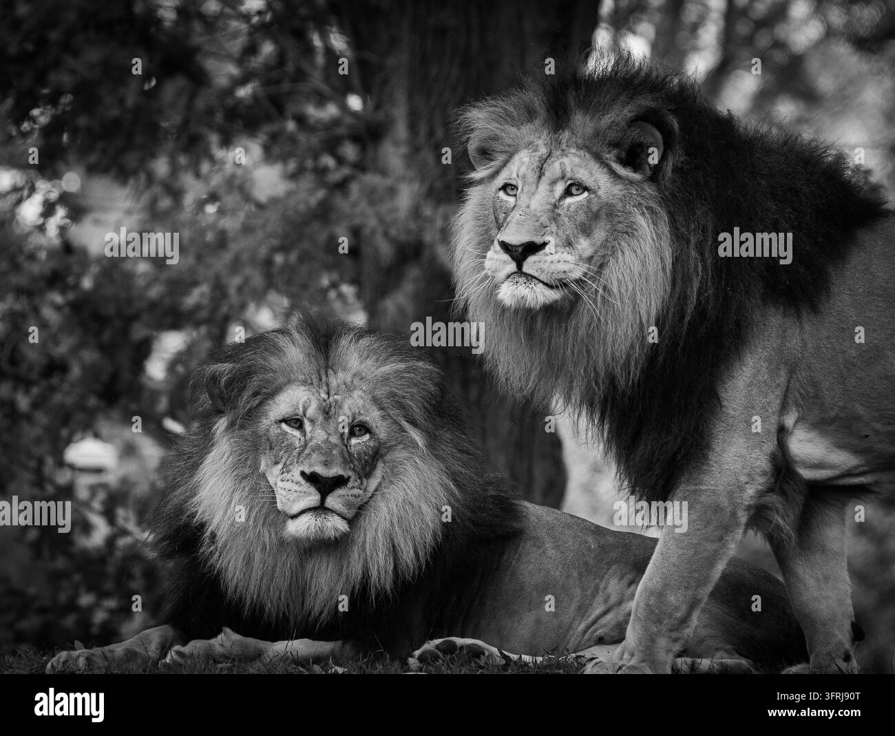 Leoni maschi Jumbo e Shaka Una Coalizione Foto Stock