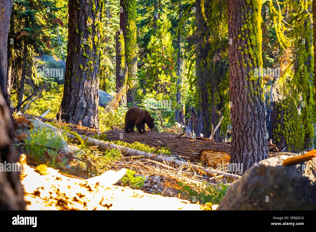 Un orso nero cammina lungo un tronco caduto attraverso la foresta del Parco Nazionale di Yosemite Foto Stock