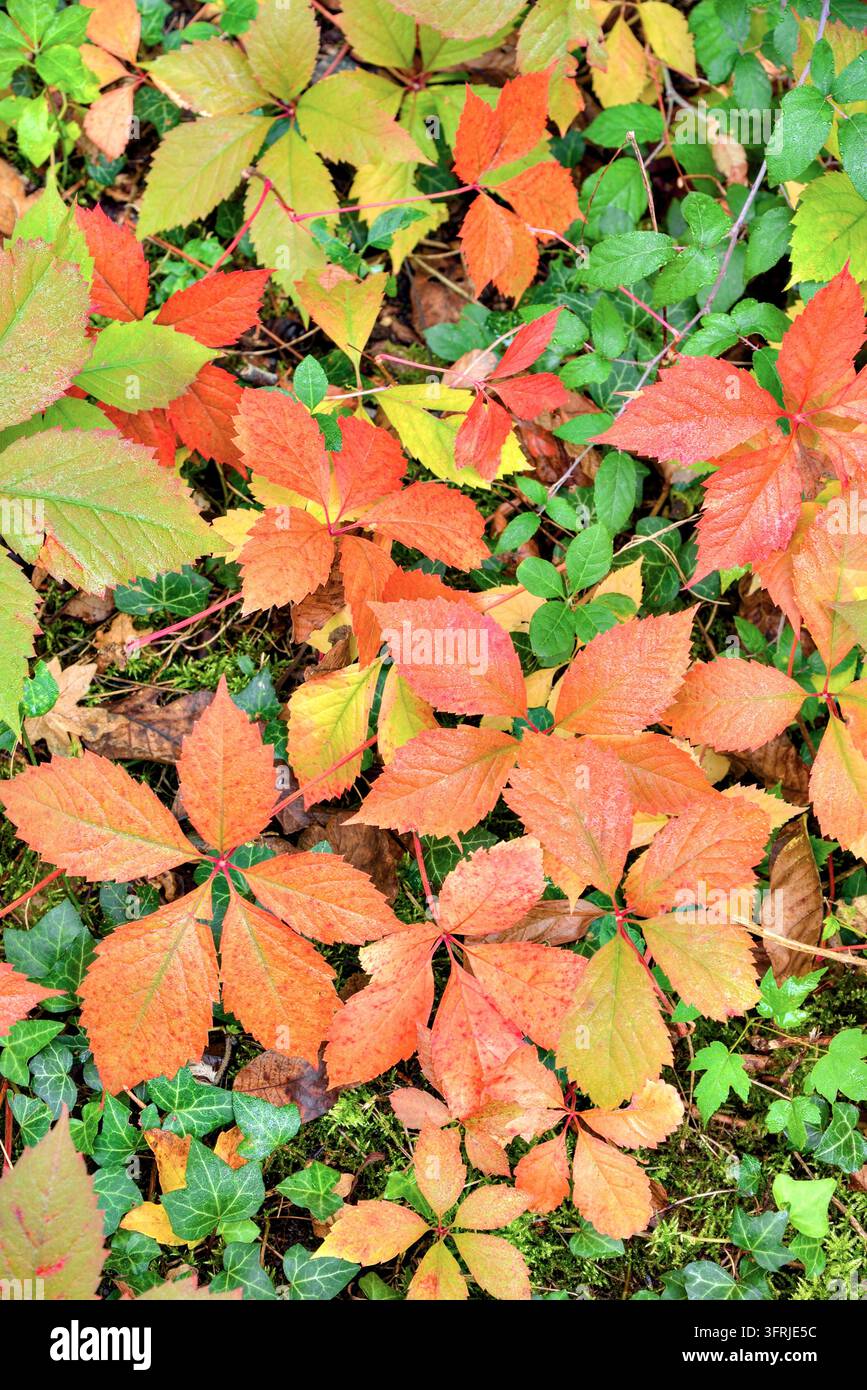Foglie di vite che cambiano colore in autunno / Bossay-sur-Claise, Indre-et-Loire (37), Francia. Foto Stock