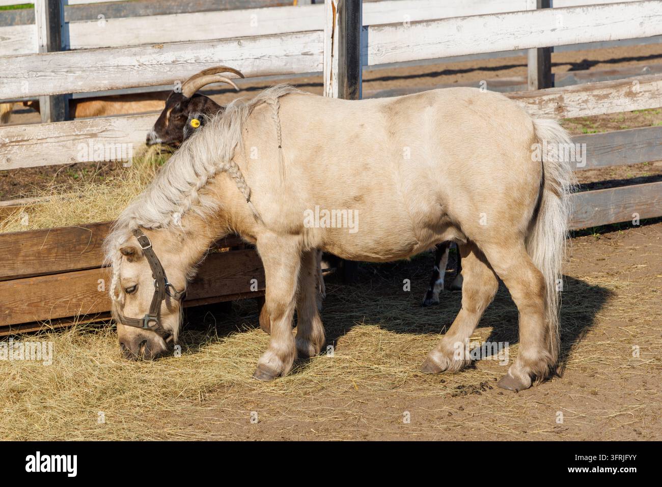 Cavalli in miniatura si riposano e pascolano in un recinto soleggiato di una fattoria con fieno, recinzioni e altri pony nelle vicinanze. Foto Stock