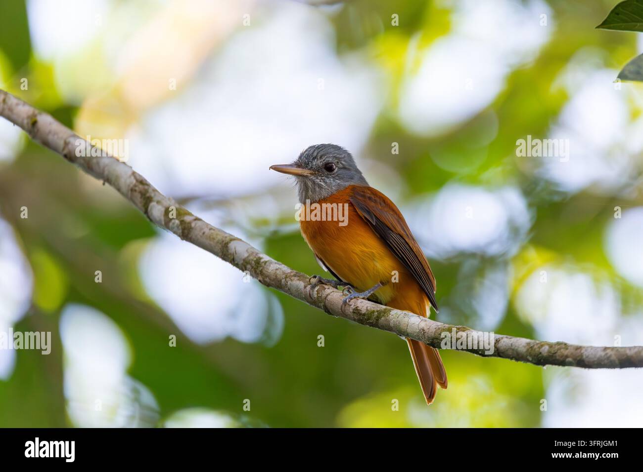 Attila dalla coda rufa (Attila rufus). Un uccello canoro sorprendente con una testa grigia e parti inferiori rufou-arancioni sorprendenti. Le ali sono marrone scuro con rufou Foto Stock