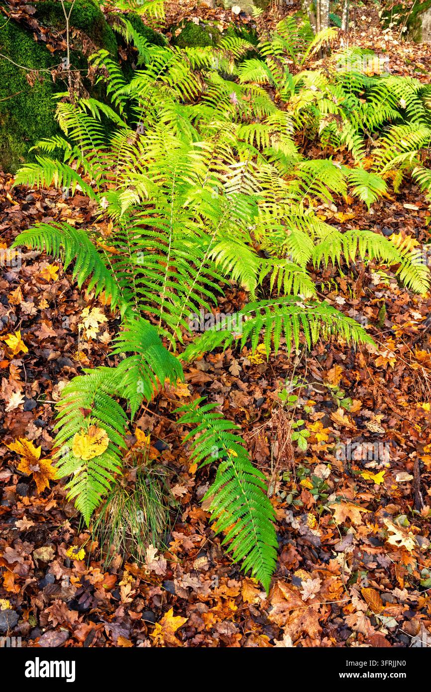 Felci verdi sul terreno della foresta in autunno Foto Stock