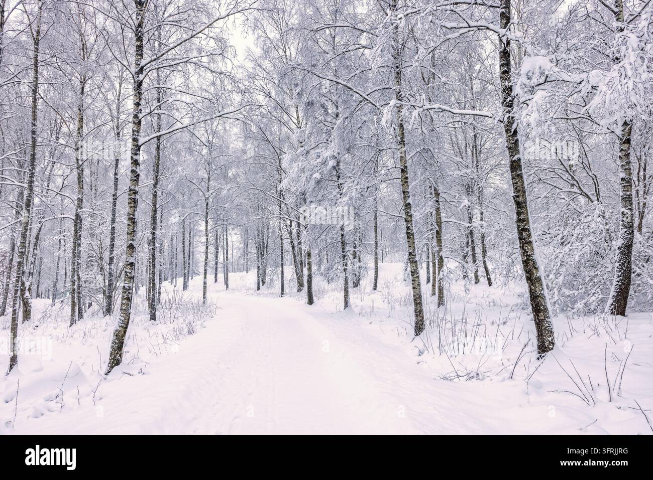 Sentiero escursionistico ricoperto di neve che si snoda attraverso una fitta foresta di latifoglie dopo una nevicata fresca Foto Stock