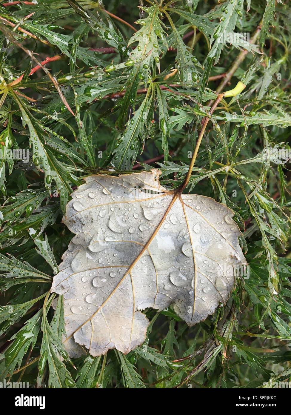 Foglia d'acero autunnale caduta con gocce di pioggia che riposano su una chioma verde di acero giapponese a foglie laciniate nel giardino Foto Stock