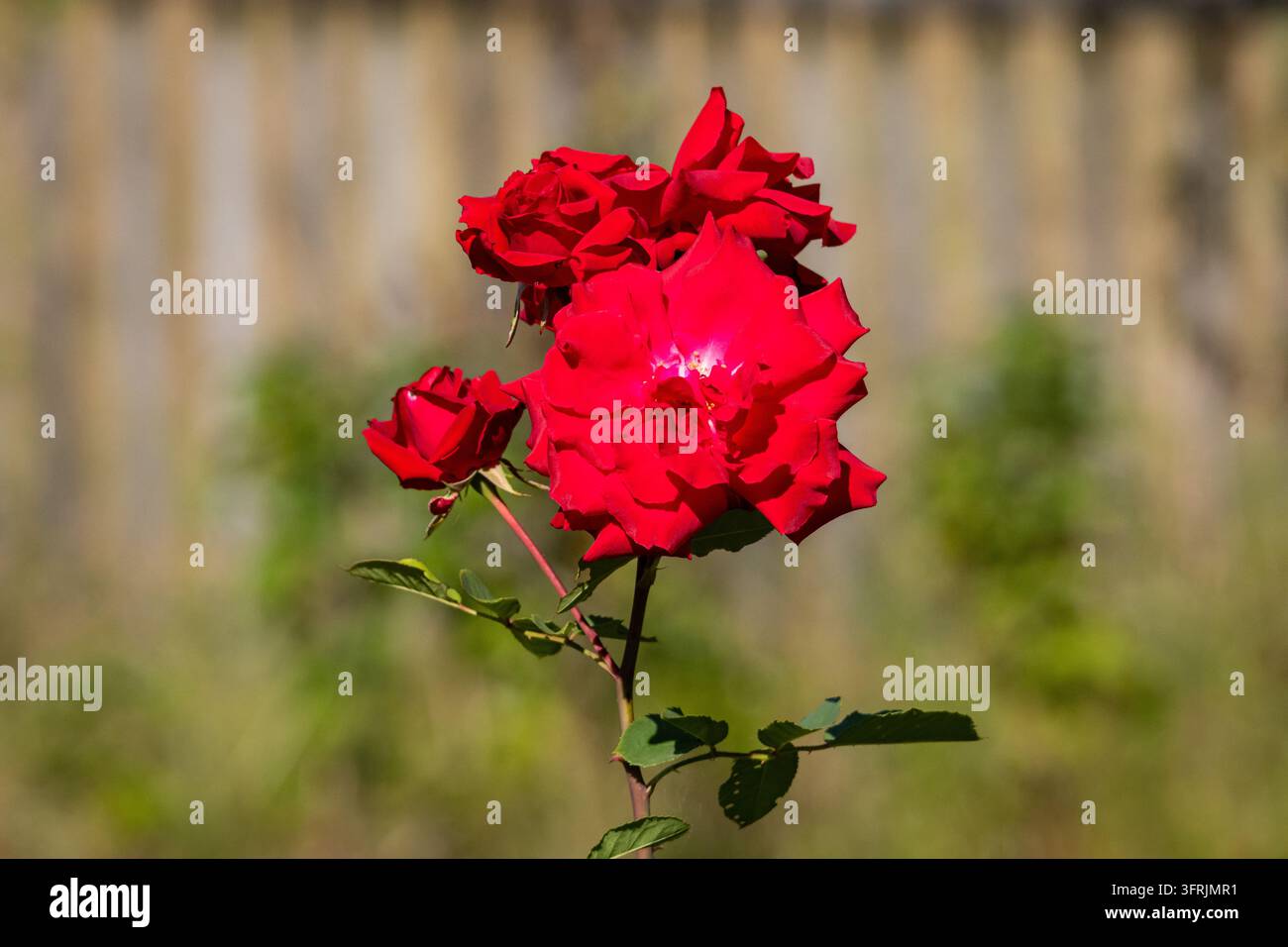 Rosa rossa vibrante in fiore su un gambo slanciato sotto il sole splendente con sfondo sfocato morbido. Romanticismo classico del giardino che simboleggia amore, passione e bellezza per le carte Foto Stock
