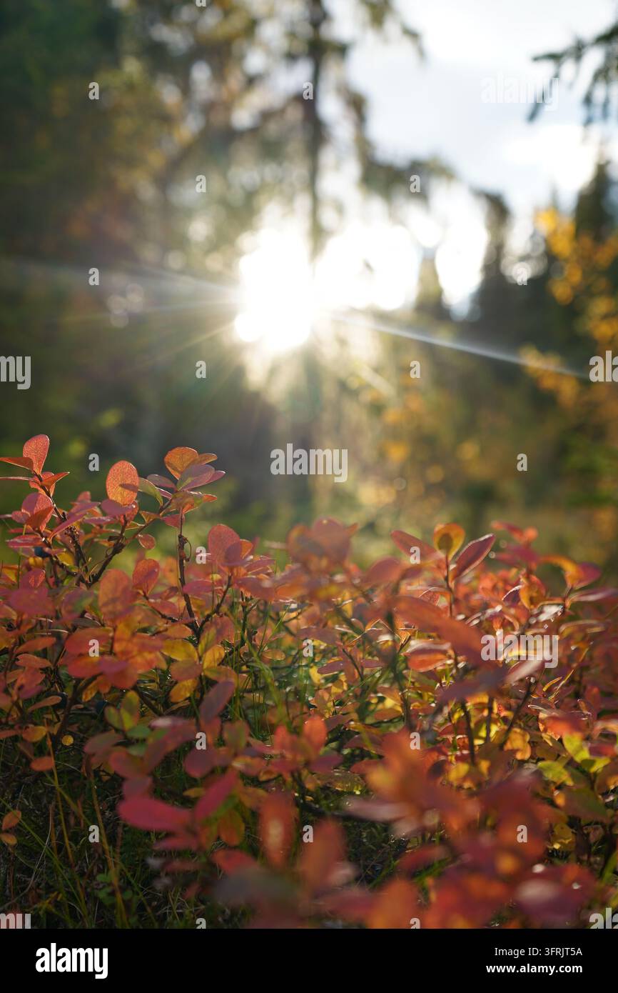Rovi di mirtilli vuoti nel tardo autunno, con il sole della sera che splende Foto Stock