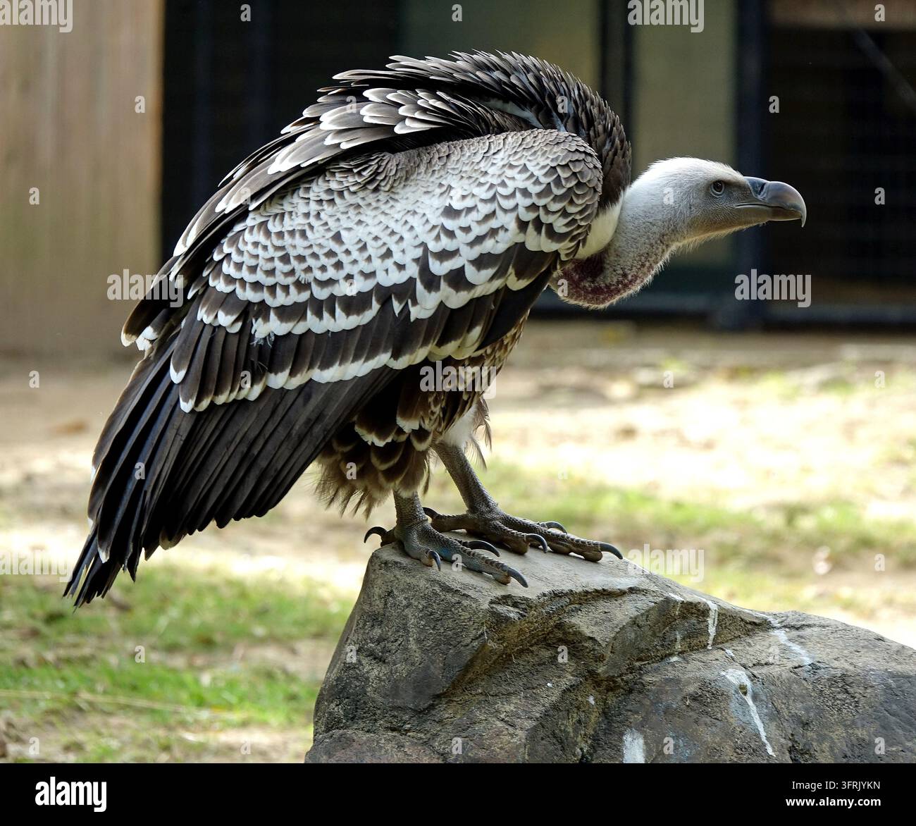 Gipeto di Rüppell appollaiato su una roccia allo zoo, Gipeto di Rüppell (Gyps rueppellii) in pericolo critico di estinzione, ritratto in primo piano Foto Stock