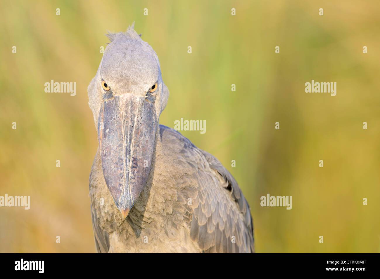 Ritratto di bec d’ala (Balaeniceps rex) che guarda verso la telecamera, palude di Mabamba, Uganda. Foto Stock