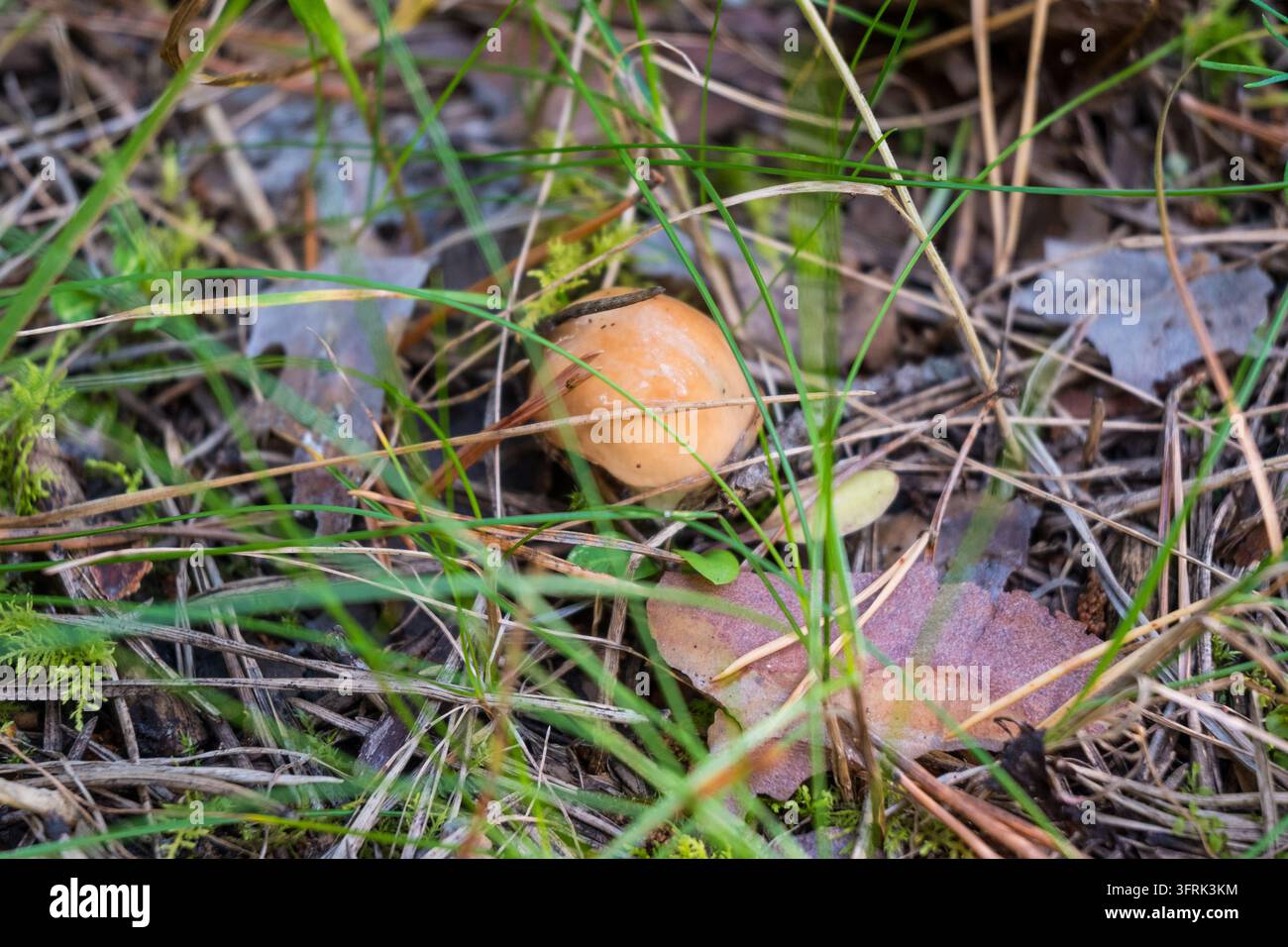 Un cappello di fungo slippery jack marrone arancione che riposa tra aghi di pino secchi, muschio e foglie cadute. Trame naturali del bosco con luce soffusa creano Foto Stock