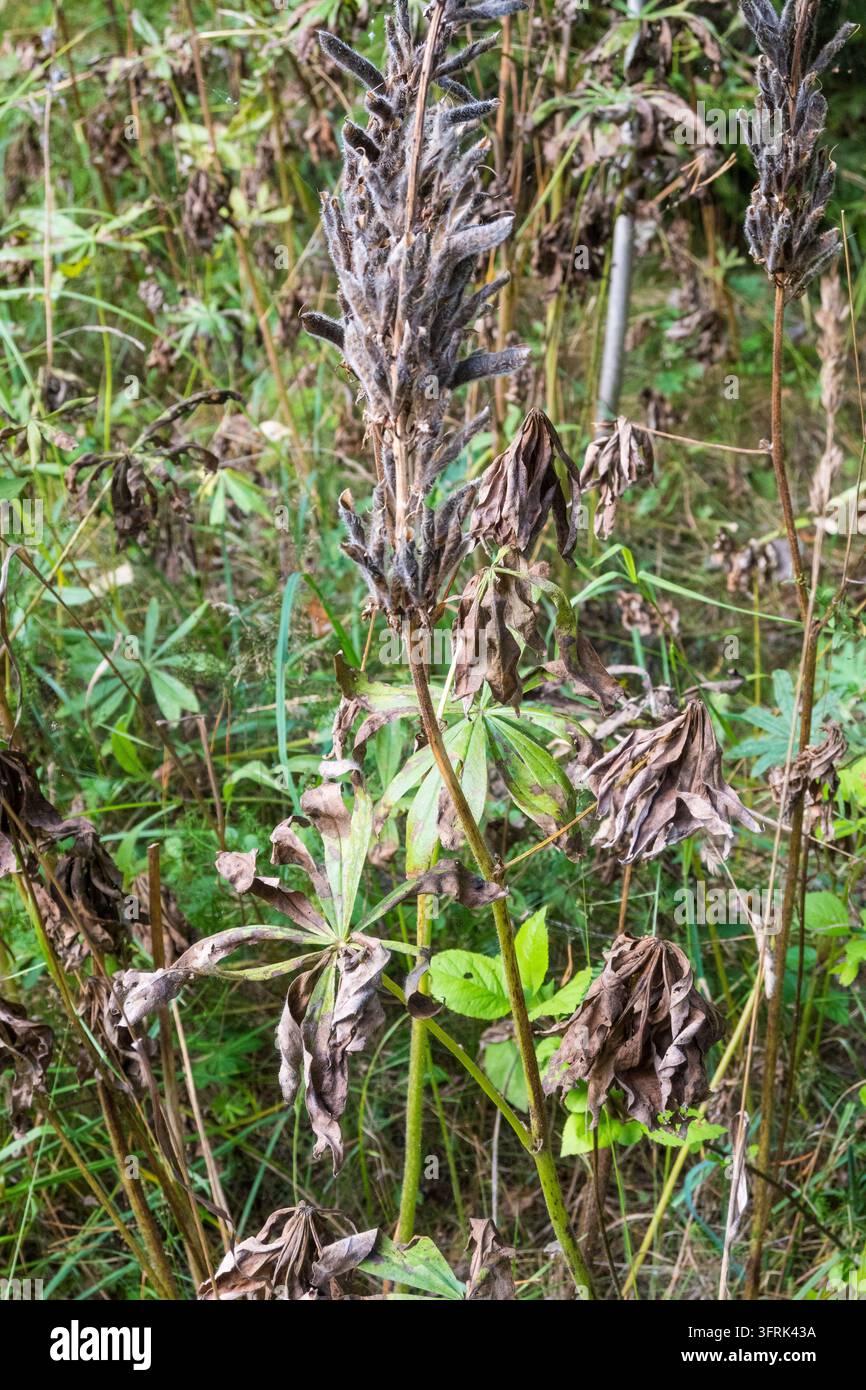 Un primo piano verticale di piante di lupino essiccate con steli alti, capsule scure e foglie marroni appassite. Le piante si trovano tra l'erba verde e altre piante selvatiche Foto Stock