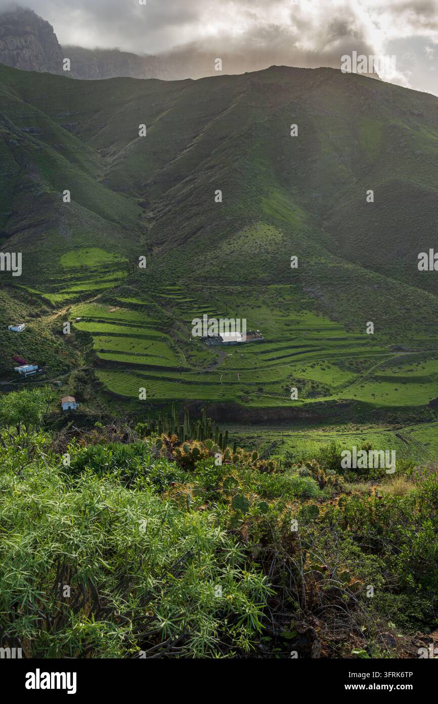Terrazzamenti agricoli verdi e una fattoria nella valle di Agaete sotto montagne coperte di nuvole, conEuphorbia delle Isole Canarie e fico d'India nel fo Foto Stock