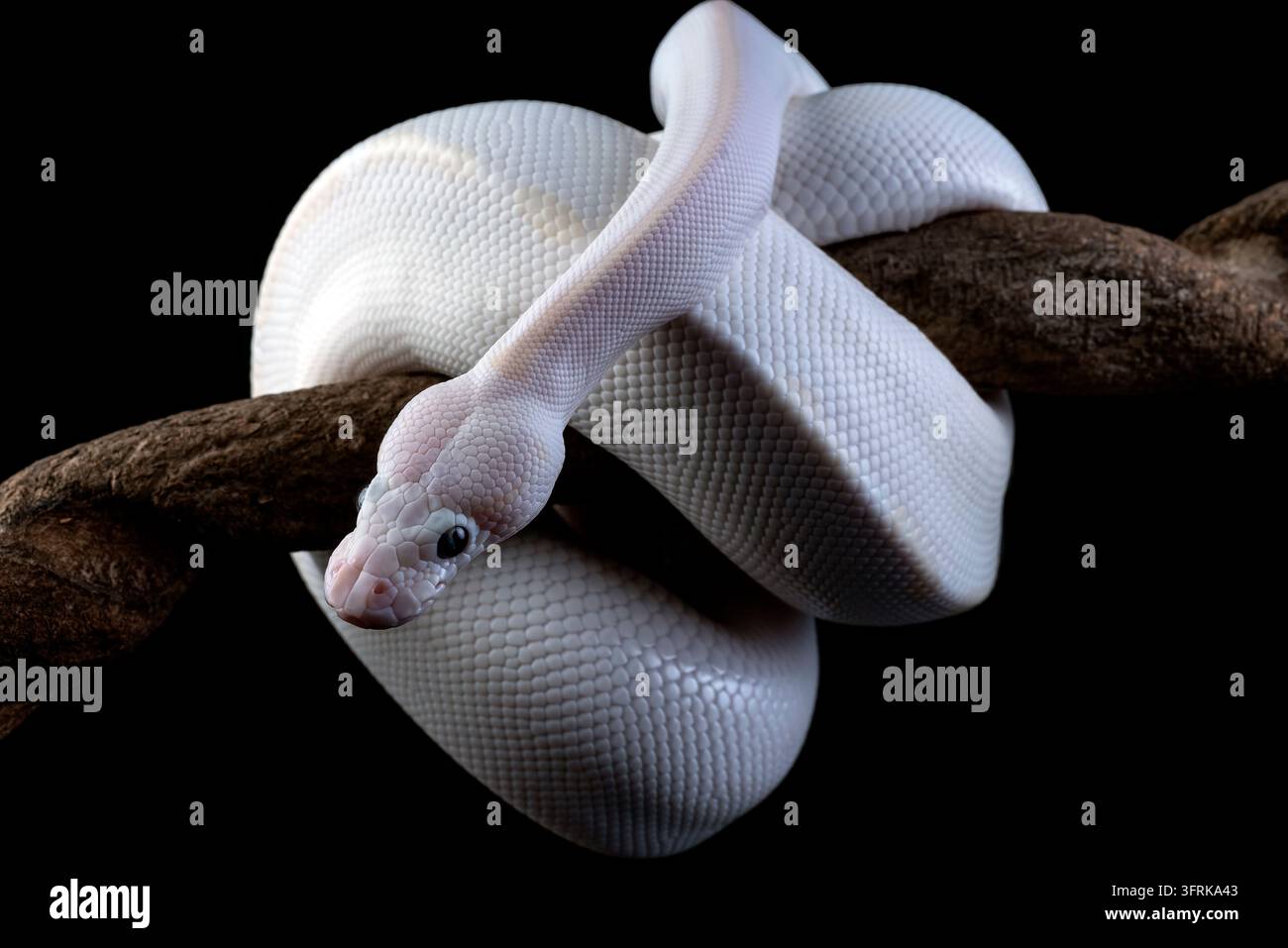 Pitone sferico leucistico bianco avvolto su un ramo Foto Stock