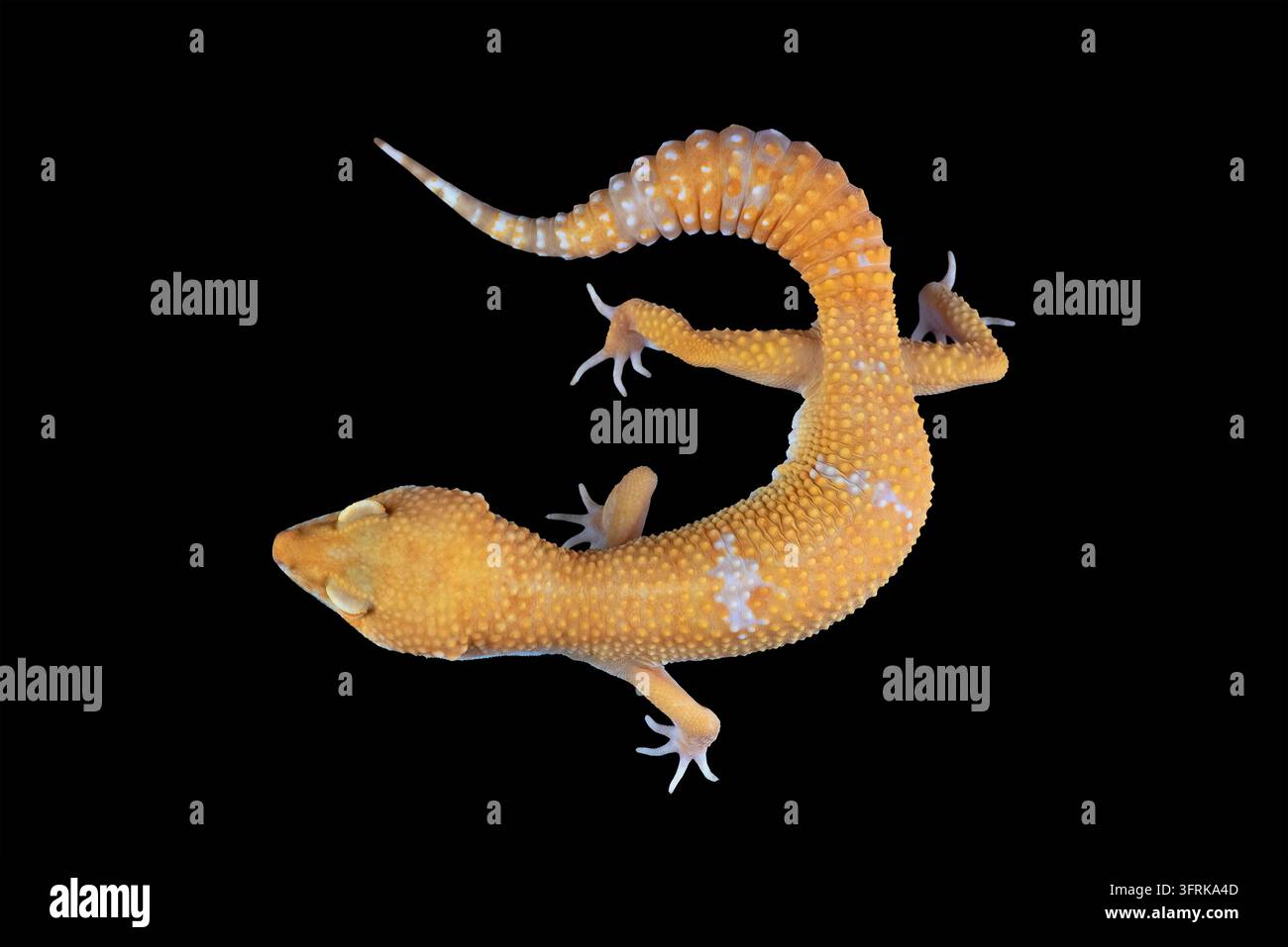 Un geco macchiato di arancione visto da sotto su sfondo nero Foto Stock