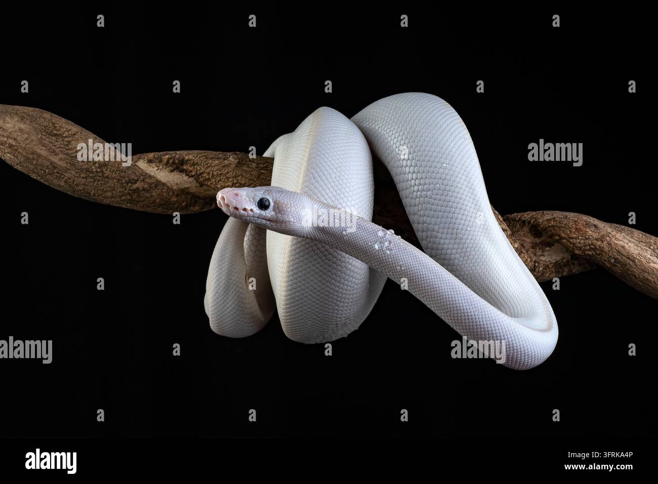 Un pitone a palla leucistico bianco avvolto su un ramo Foto Stock