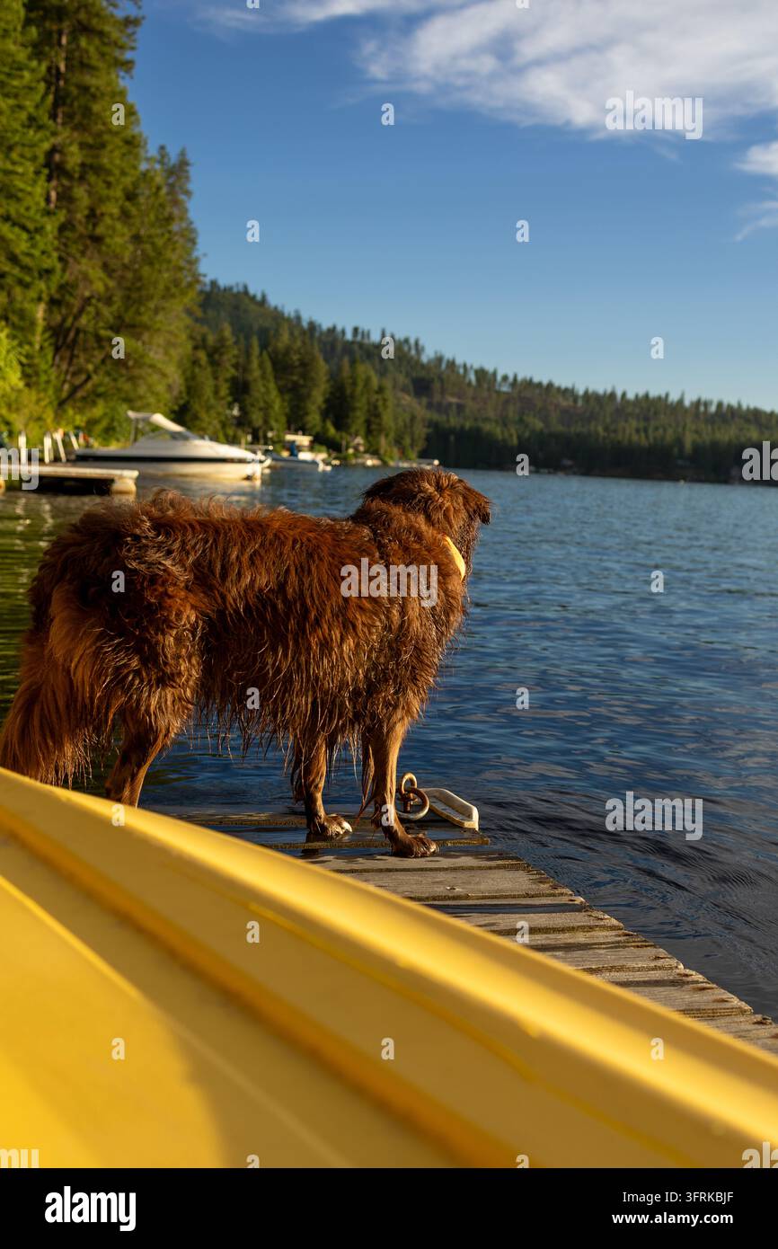 Cane arruffato e bagnato in piedi su un molo di legno al lago Foto Stock