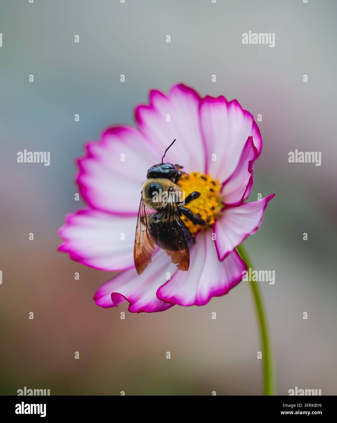 Ape carpentiere sfocata che raccoglie nettare da un fiore di cosmo rosa Foto Stock