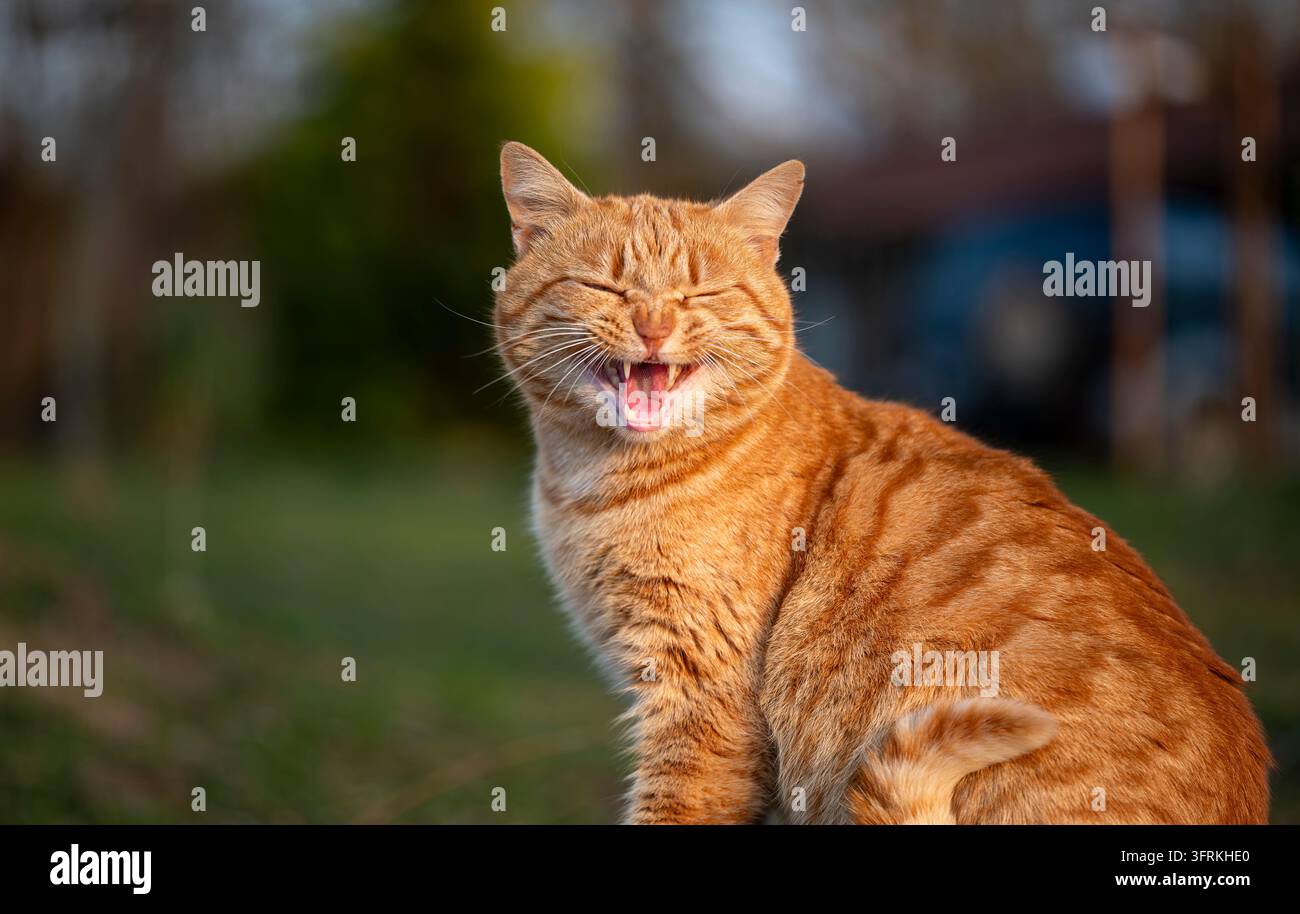Gatto tigrato rosso buffo con gli occhi chiusi e la bocca aperta all'aperto Foto Stock