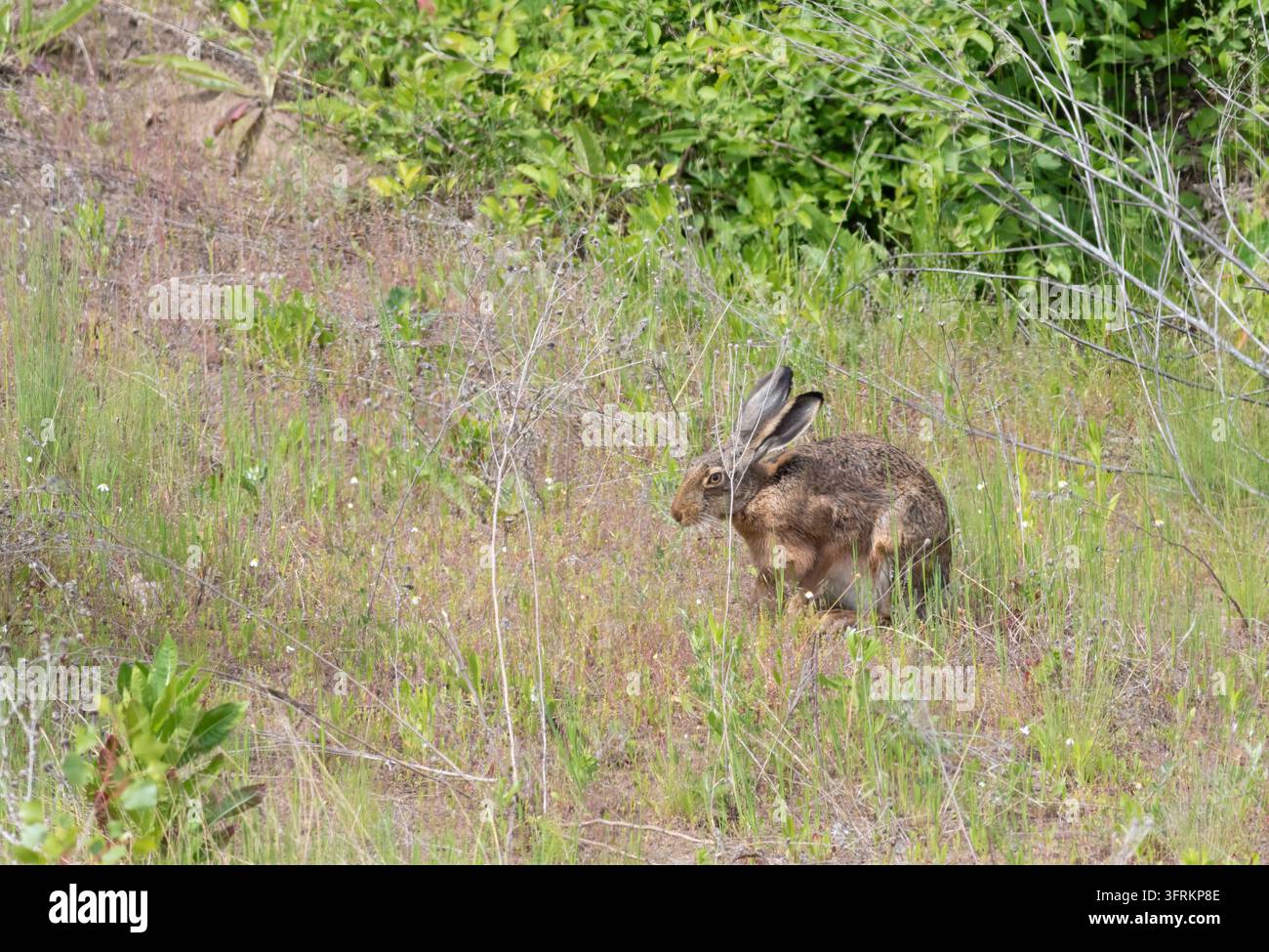Lepre europea, Lepus europaeus. Un animale è seduto in un prato e ascolta Foto Stock