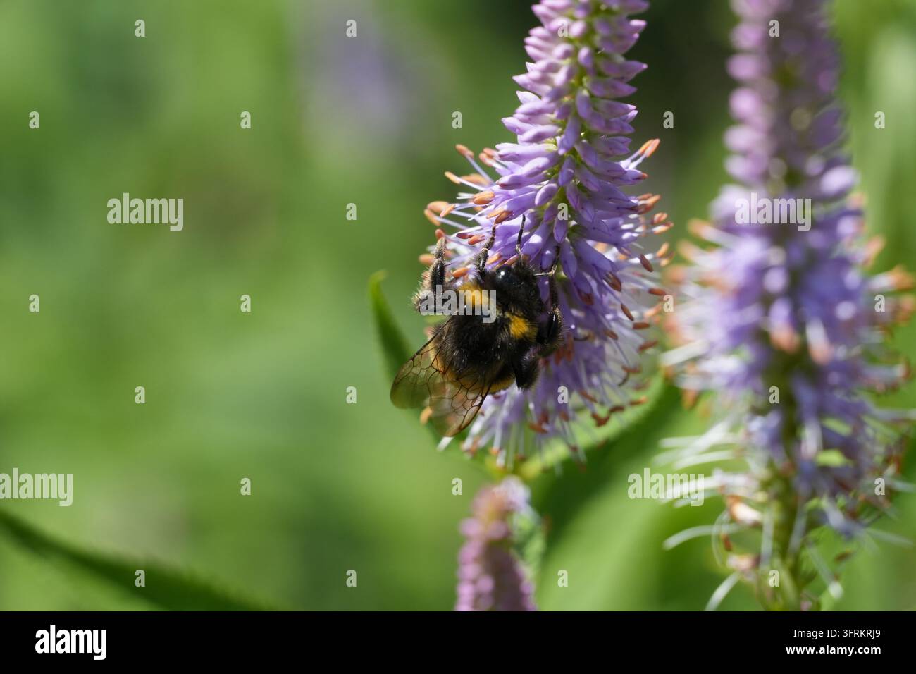 Primo piano di un bombo appeso a una spiga di fiori viola mentre si nutre, con uno sfondo verde sfocato e spazio per il testo a sinistra Foto Stock