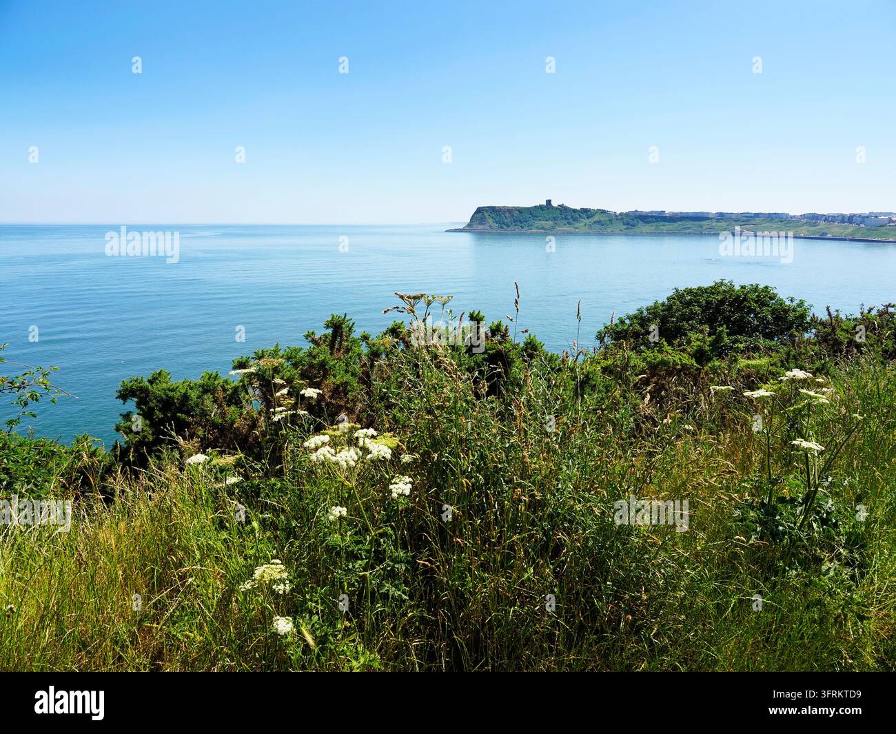 Vista su North Bay verso Scarborough Castle da Scalby Ness Scarborough North Yorkshire Inghilterra Foto Stock