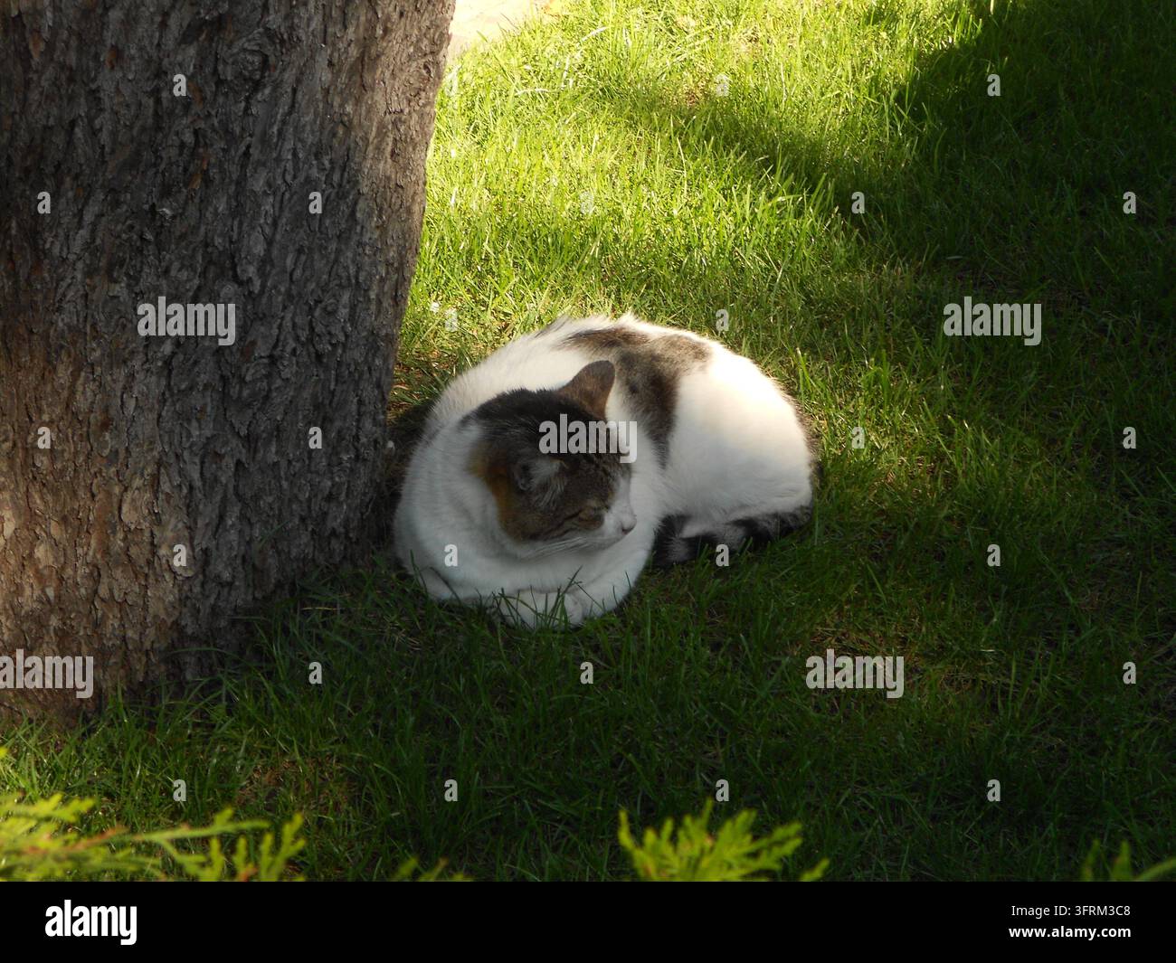 Gatto domestico bianco e grigio che riposa sull'erba verde all'ombra di un albero in una giornata di sole. Foto Stock