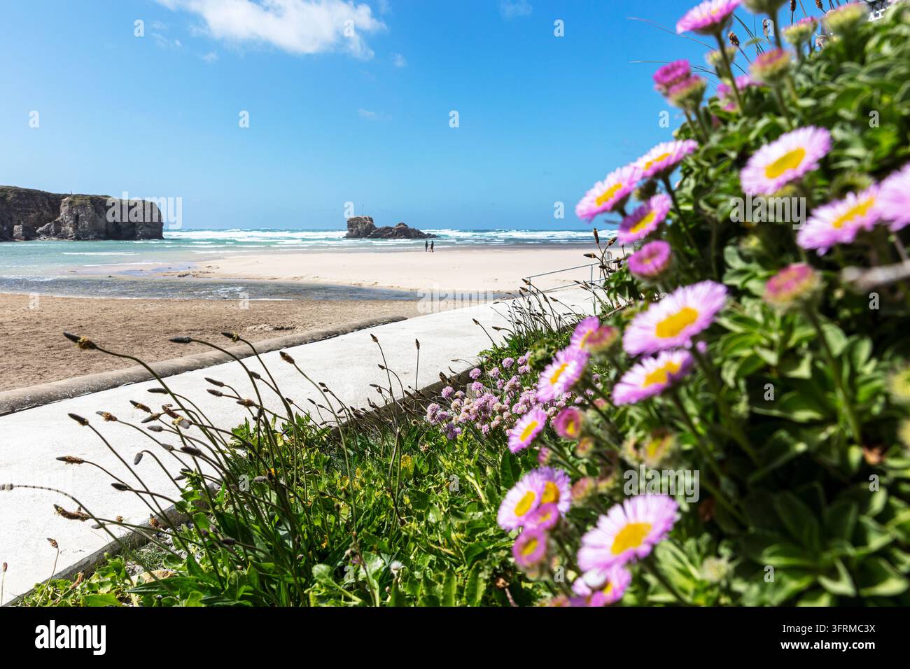 Fiori selvatici che crescono accanto alla spiaggia di Perranporth, Cornovaglia, Inghilterra, Regno Unito. Fiori e vegetazione costiera incorniciano una vista sul sabbioso Foto Stock