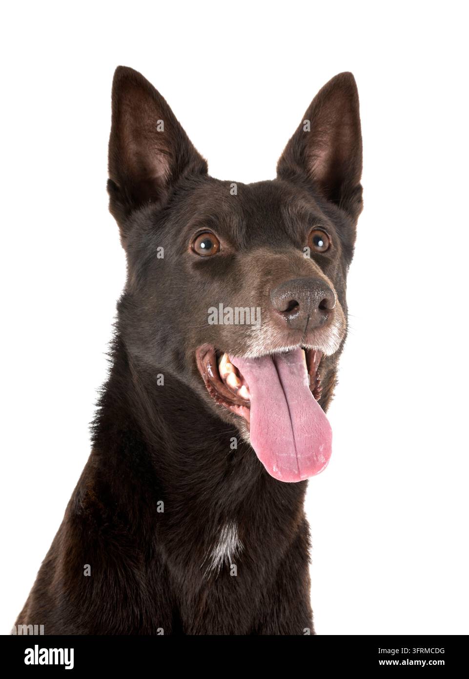 Australian Kelpie davanti a uno sfondo bianco Foto Stock