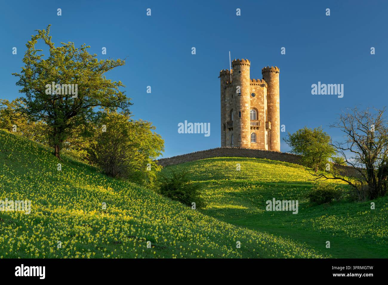 Primaverina (Primula Veris) prato di fiori selvatici vicino alla Broadway Tower nelle Cotswolds, Worcestershire, Inghilterra. Primavera (maggio) 2021. Foto Stock