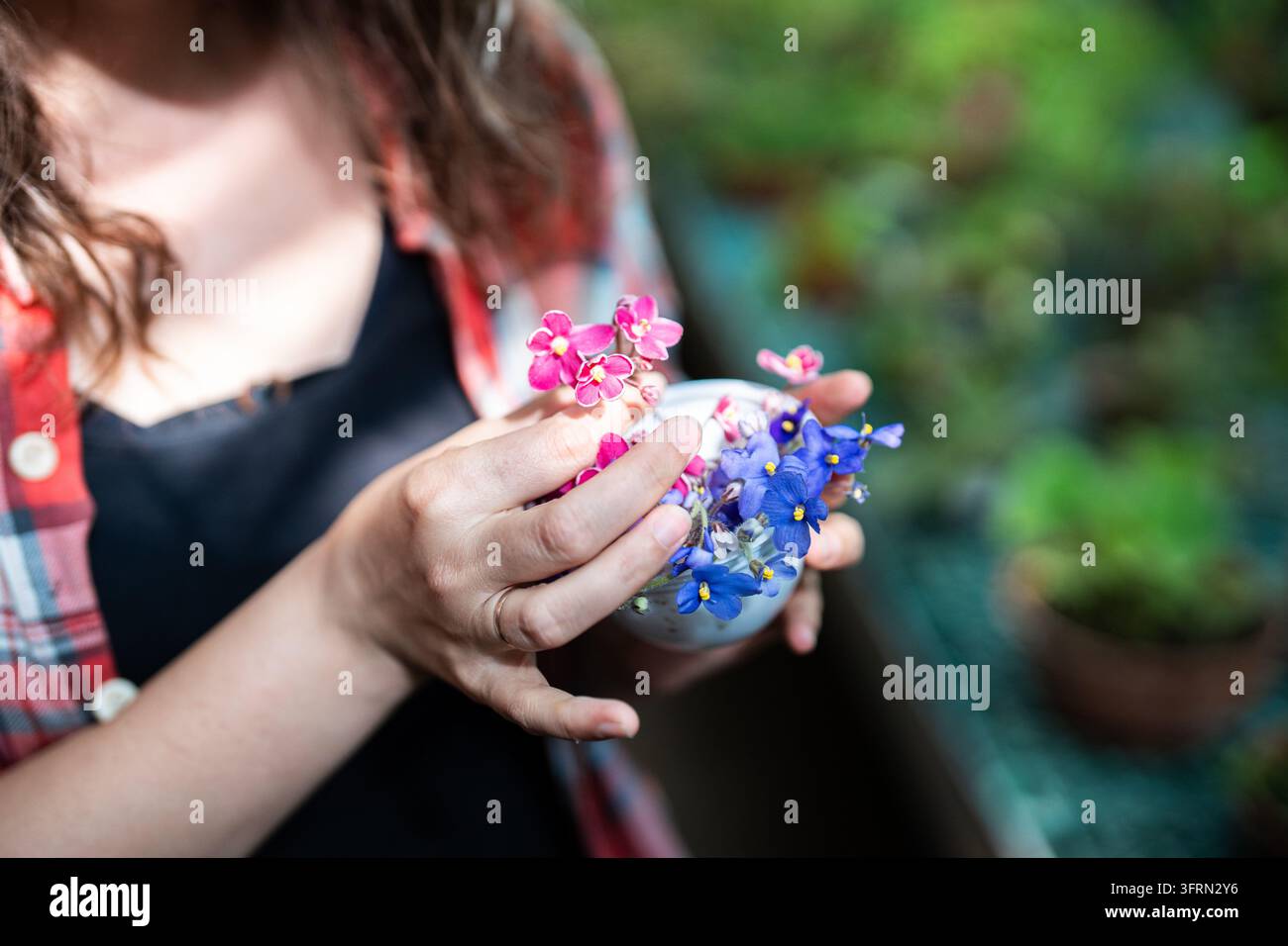 Lavoratrice in serra che tiene in mano un vaso con fiori di violetta rosa e viola in fiore. Foto Stock