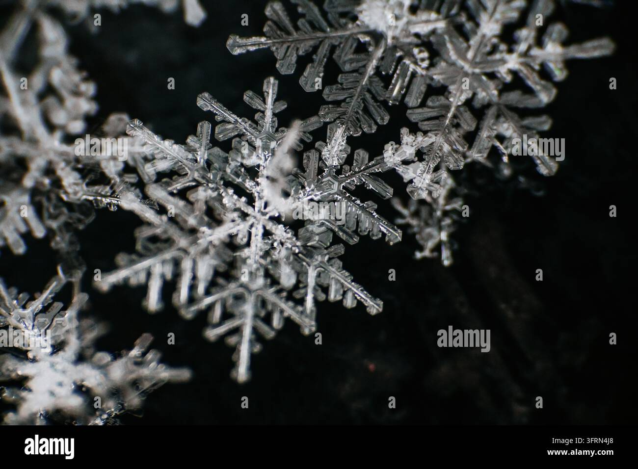 Fotografia macro estrema della struttura cristallina complessa di un vero fiocco di neve, formazione dettagliata di cristallo di neve invernale su sfondo scuro, ghiaccio naturale libero Foto Stock