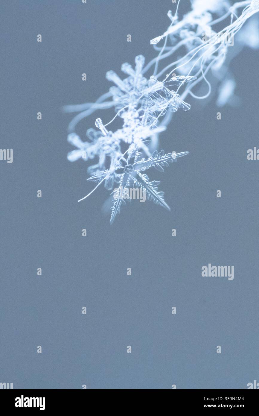Fotografia macro estrema di un delicato fiocco di neve naturale che mostra cristalli di ghiaccio nitidi e complessi e formazioni frattali su uno sfondo pulito e atmosferico Foto Stock