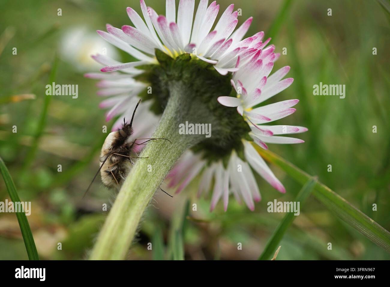 Grande mosca lanuginosa sullo stelo della fiore Foto Stock