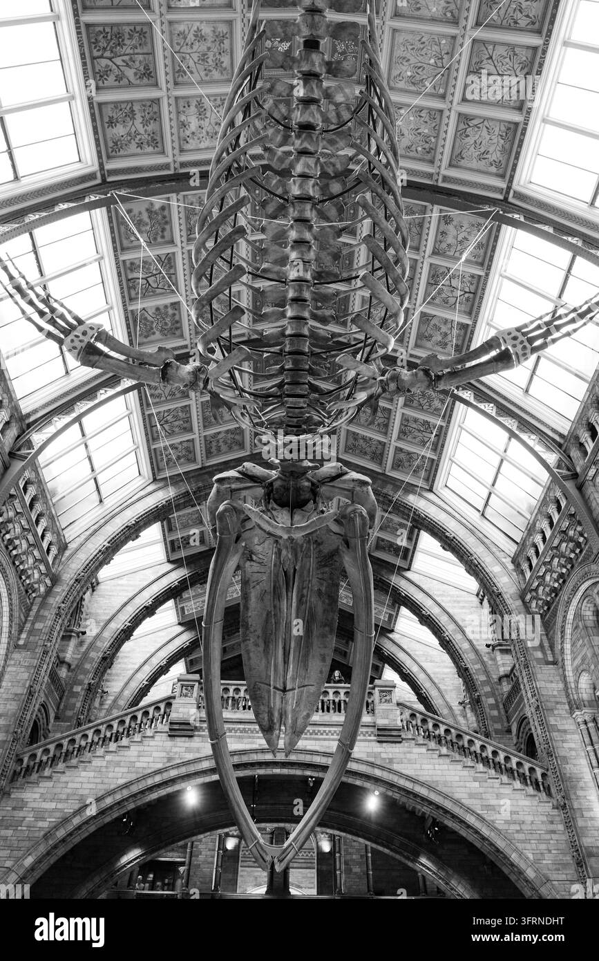 SCHELETRO DI BALENA MONOCROMATICO, SALA PRINCIPALE DEL MUSEO DI STORIA NATURALE, LONDRA, INGHILTERRA: In bianco e nero, un potente scatto dall’alto cattura la forma simmetrica e la trama di uno scheletro di balena sullo sfondo del motivo dettagliato del soffitto del museo. INFO: Il Museo di Storia Naturale di Londra è un centro di ricerca scientifica di fama mondiale che ospita oltre 80 milioni di esemplari. Famoso per la sua spettacolare architettura romanica e l’iconico scheletro di balena blu, promuove la conservazione del pianeta e la biodiversità. Foto Stock