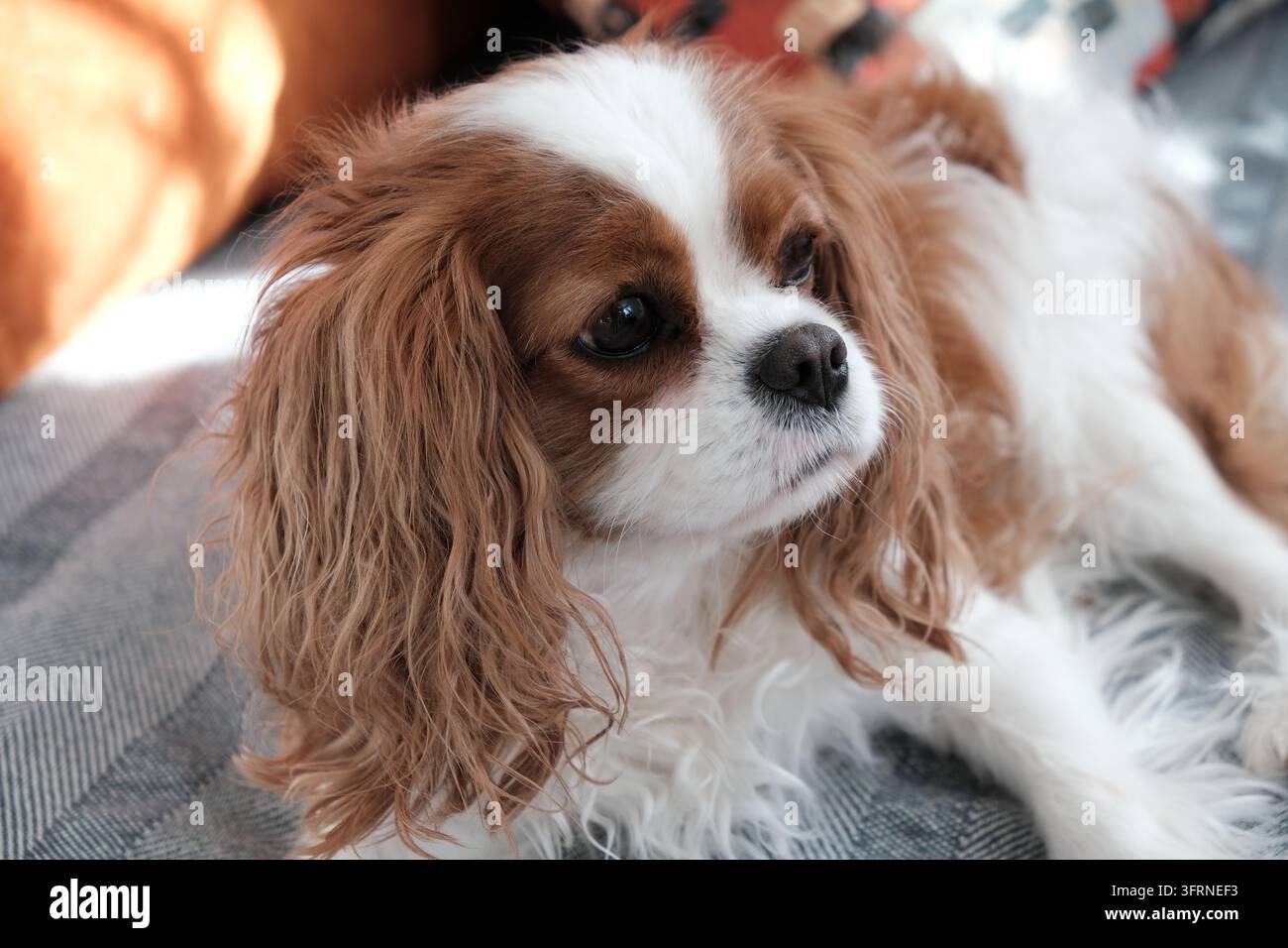 Ritratto ravvicinato di un Cavalier King Charles Spaniel che riposa a casa, visto attraverso una morbida sfocatura in primo piano. Il cane gentile ha occhi espressivi, orecchie lunghe, Foto Stock