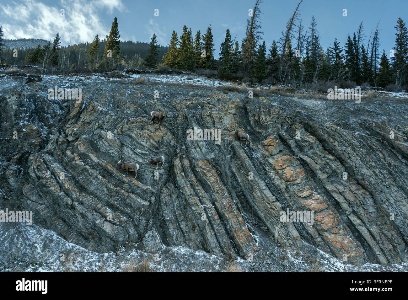 Inquadratura ampia all’altezza degli occhi di un piccolo branco di pecore di montagna selvatiche che scalano una ripida scogliera stratificata vicino al lago Abraham, Alberta, Canada, circondate da brina, macchie di neve Foto Stock