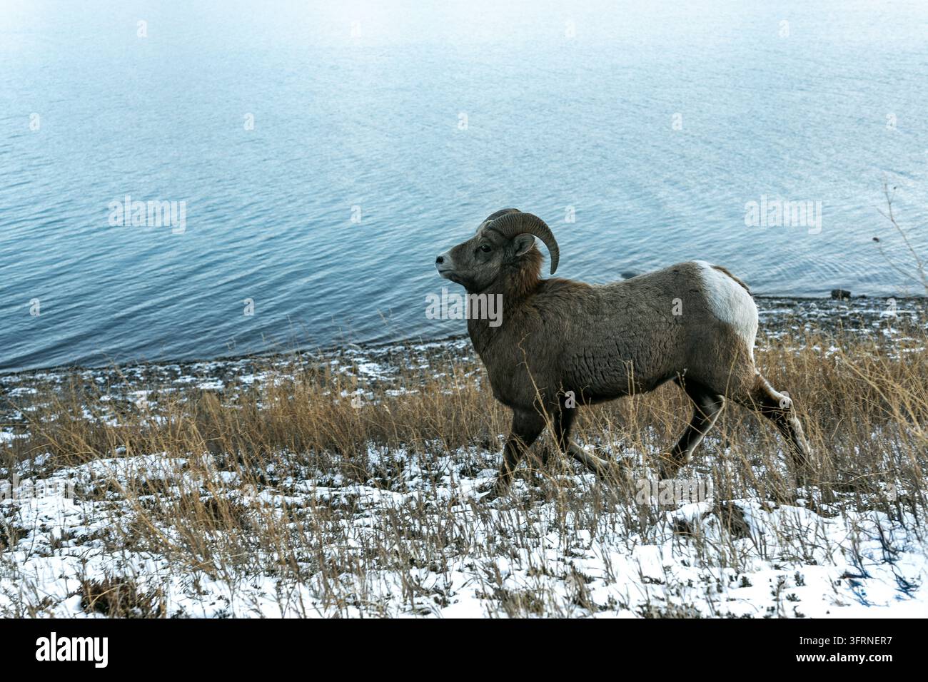Vista ampia all'altezza degli occhi di un ariete selvatico di pecora dalle corna ricurve che cammina lungo la riva erbosa innevata del lago turchese Abraham in Alberta, Canada Foto Stock