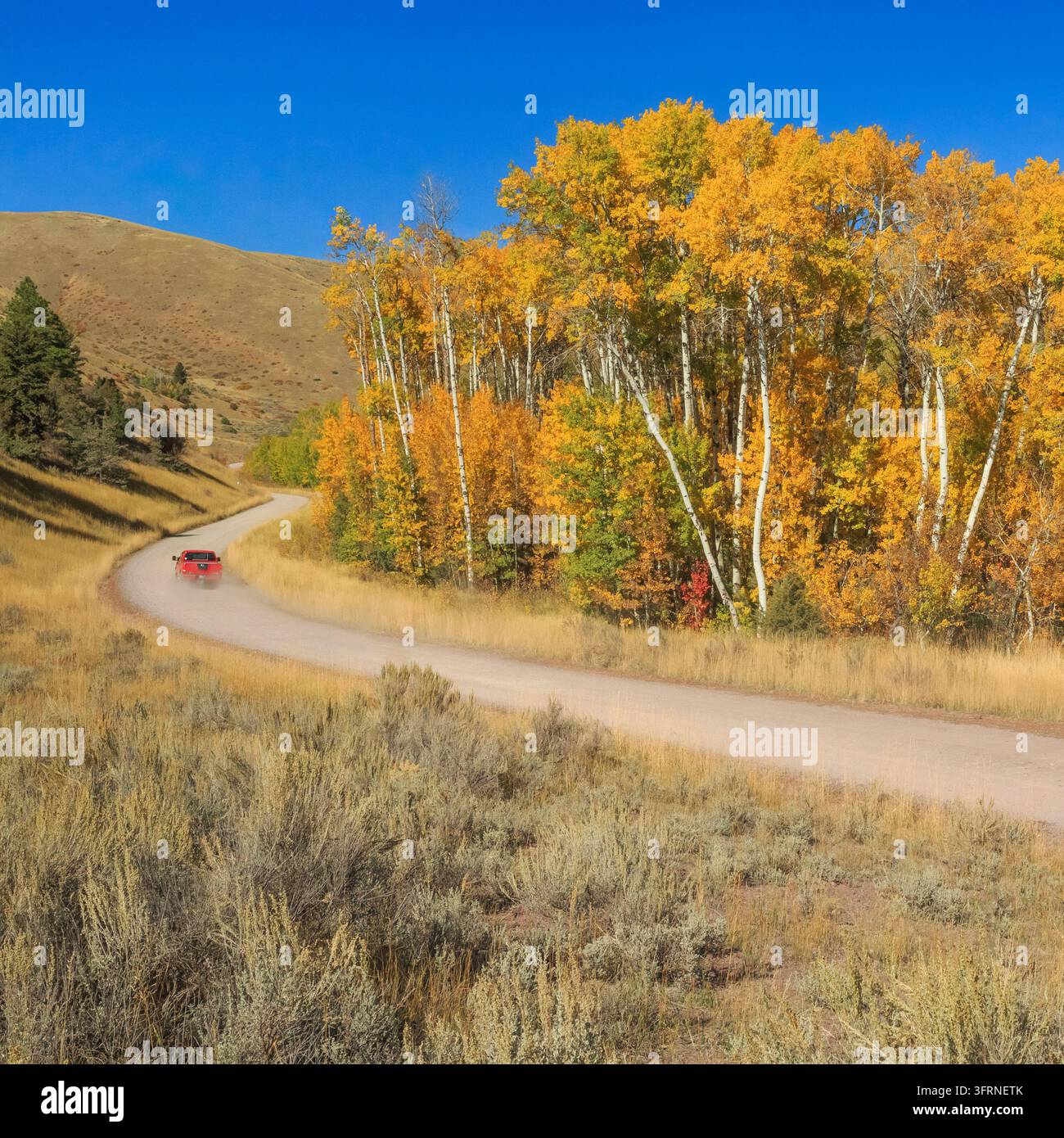 Camion che passa accanto a un boschetto di pioppi lungo una strada secondaria in autunno vicino a Canyon Creek, Montana Foto Stock