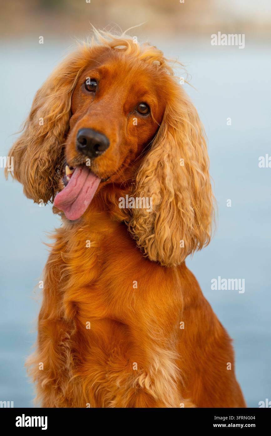 Ritratto ravvicinato di un cocker spaniel dorato con orecchie lunghe e ondulate e lingua fuori, che guarda verso l'obiettivo su uno sfondo blu morbido. Foto Stock