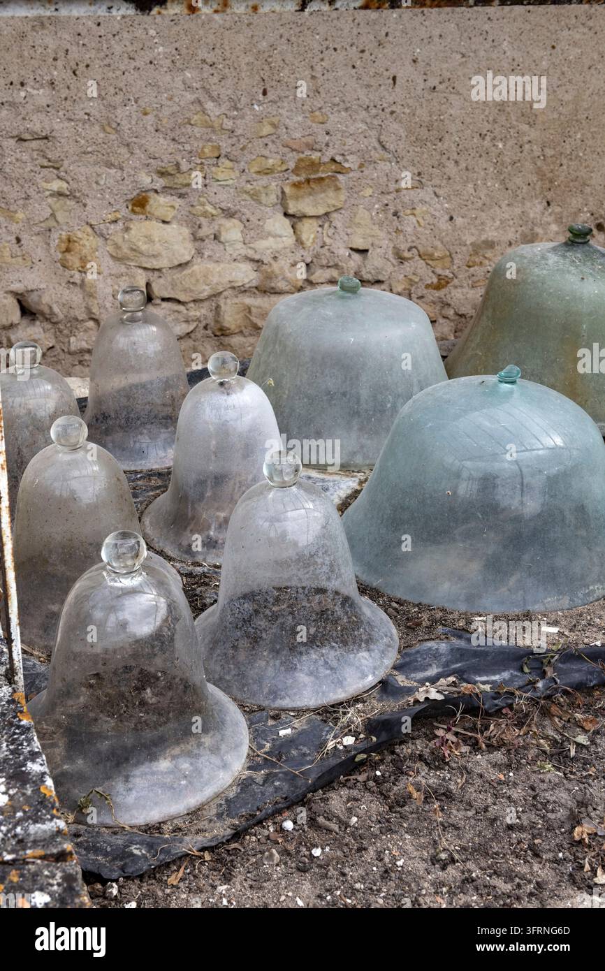 Europa Francia Chenonceaux : 2019-07 Campanelli o campanelli di vetro usati come mini serre portatili. Erano attaccati all'estremità per formare un tunnel e Foto Stock