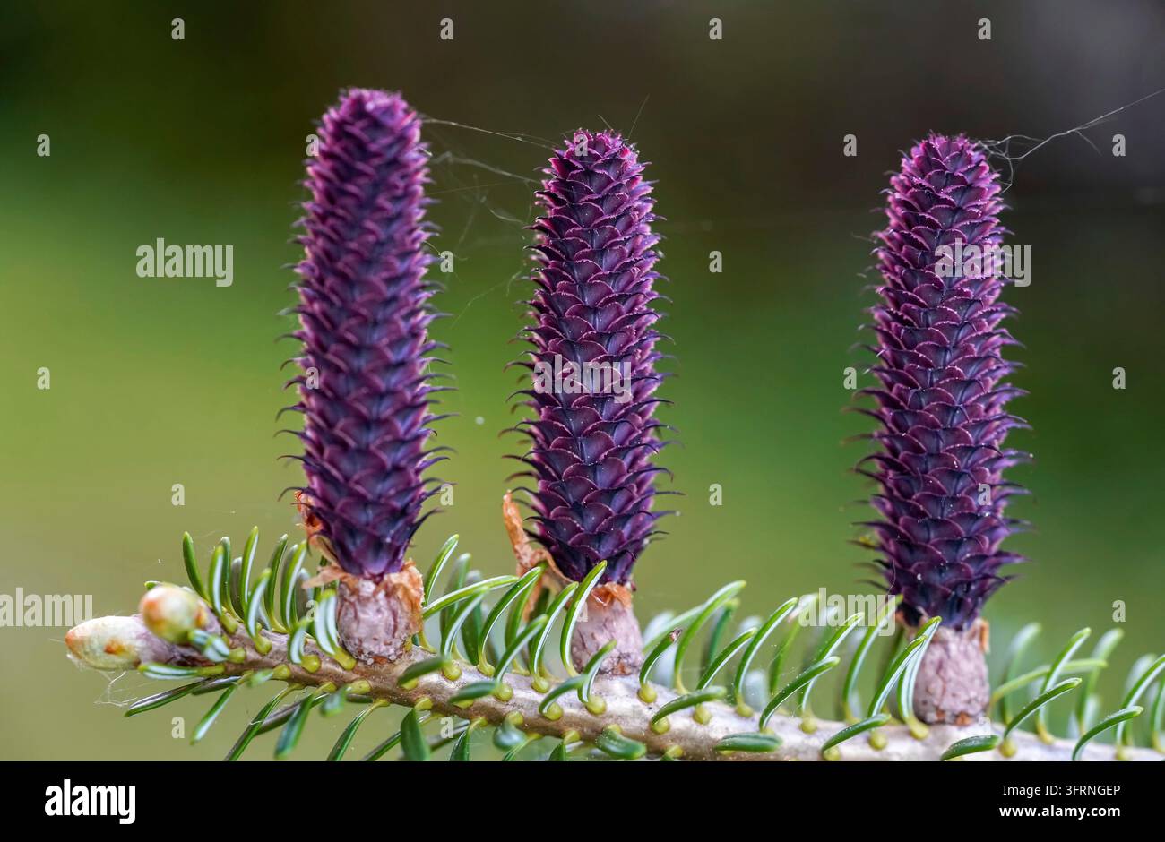 Giovane abete rosso porpora (specie abies) coni che crescono su ramo con abete, dettaglio closeup Foto Stock