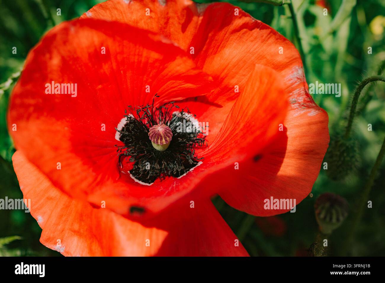 Vista macro estrema di vivaci fiori di papavero rossi, che rivelano petali setosi, stami scuri, stigmi viola e una morbida chioma verde in una natura riccamente strutturata Foto Stock