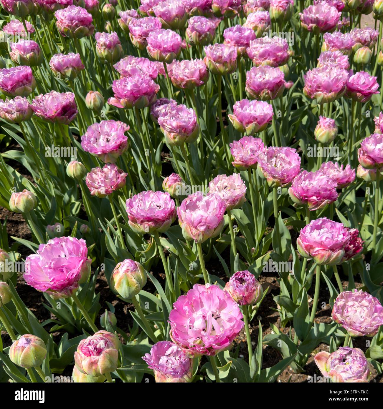 Fitte grappoli di tulipani doppi rosa increspati e boccioli verdi riempiono un letto di fiori primaverili illuminato dal sole nell'Olanda, Paesi Bassi Foto Stock