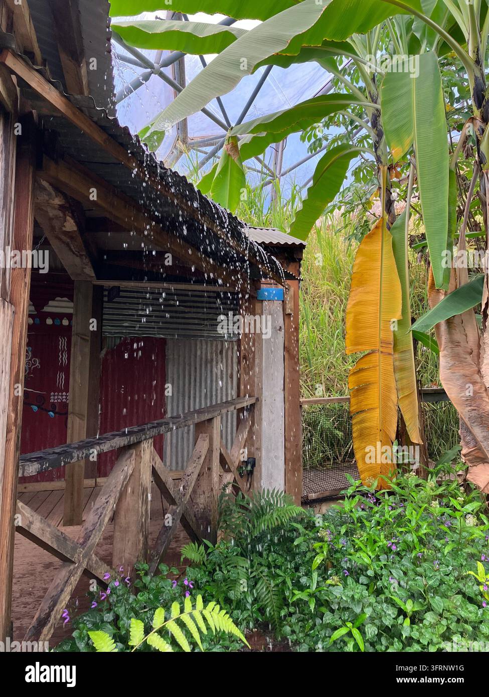 Piante tropicali accanto a un edificio di legno all'interno del bioma del progetto Eden, Cornovaglia, Inghilterra - Immagine stock catturata con smartphone
