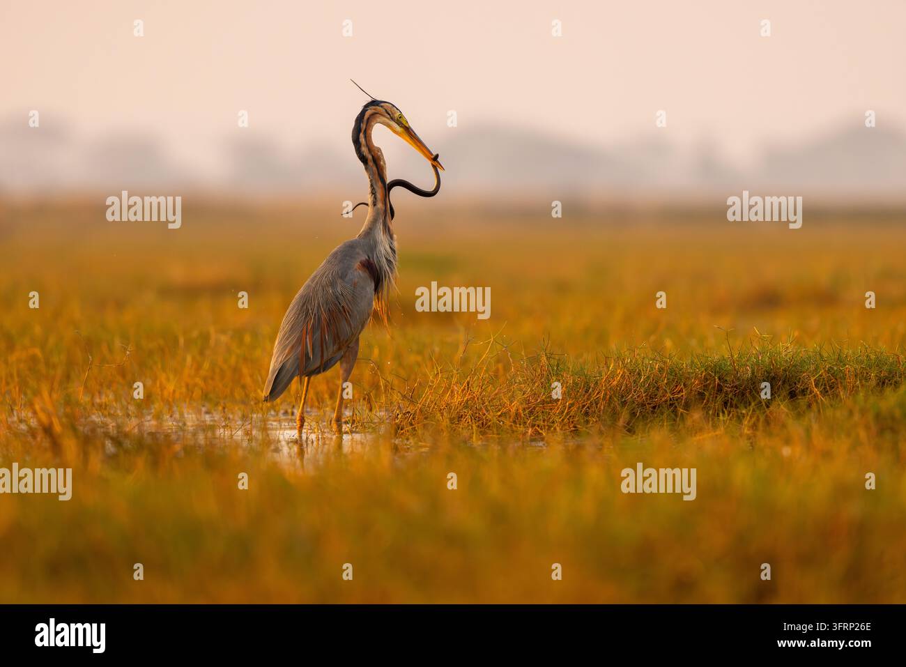 Airone purpureo (Ardea purpurea) che cattura e inghiotte un serpente d'acqua in un habitat paludoso durante la luce dorata dell'ora dorata. Comportamento animale drammatico catturato Foto Stock